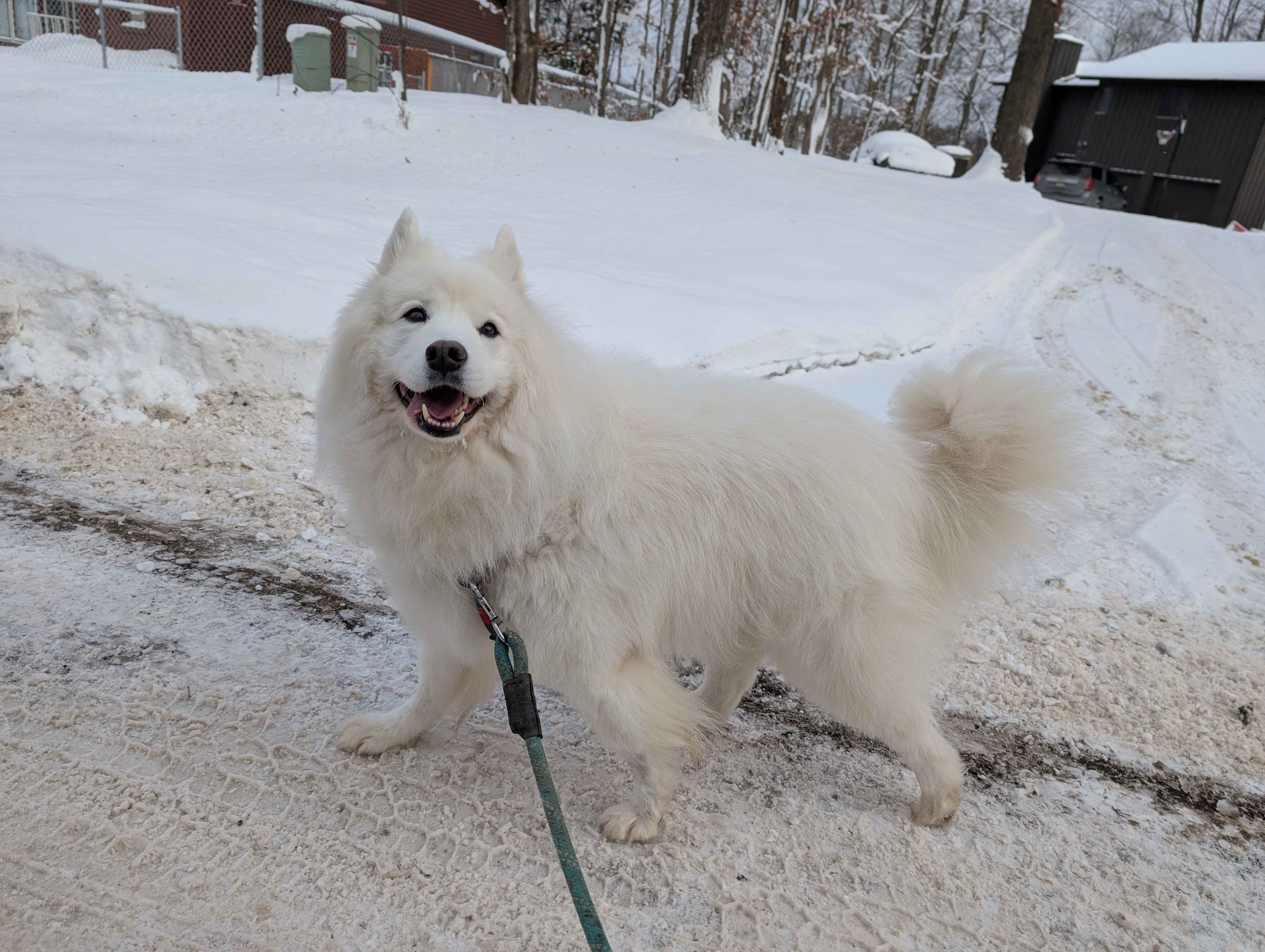 a dog that is a cloud